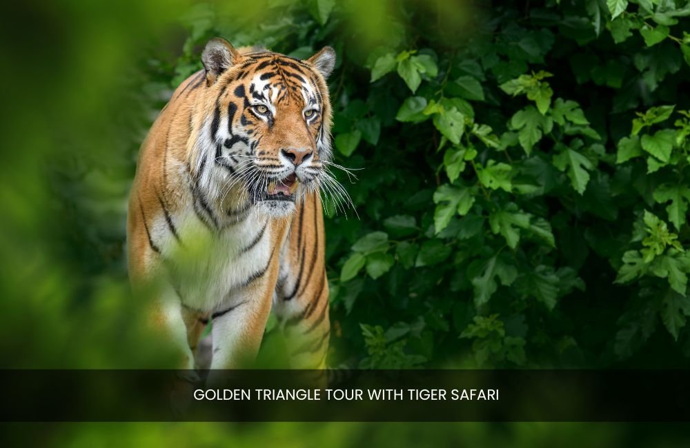 golden-triangle-tour-with-tiger-safari-book-cultural-wildlife-india-tour